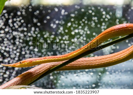 Madagascar leaf-nosed snake (Langaha madagascariensis) is a medium-sized highly cryptic arboreal species. It is endemic to Madagascar and found in deciduous dry forests and rain forests.