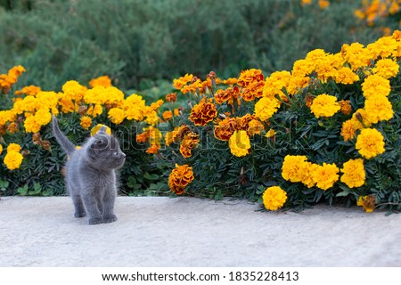 Little gray kitten of one month old in the garden. Cat and green grass and flowers marigold