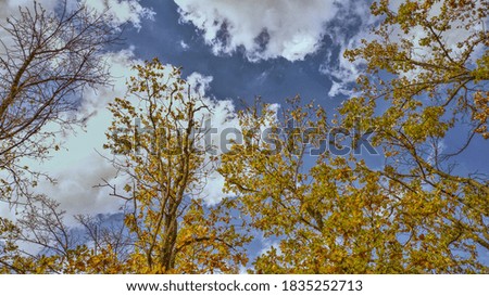 blue sky with beautiful autumn trees