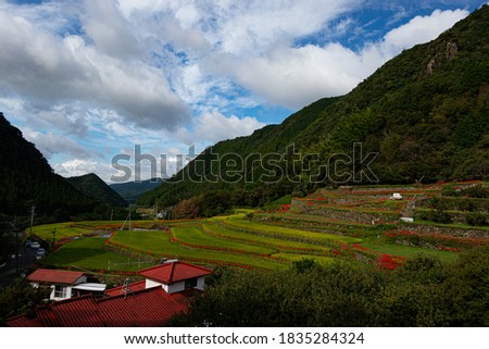 The field of red spider lilies in Japan 
