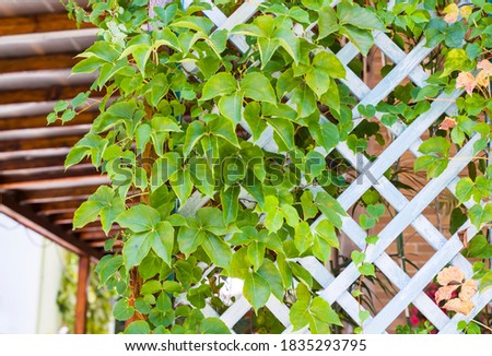 green ivy on a wood fence background.