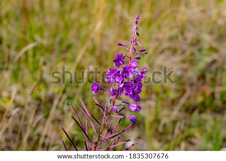 A closeup picture of a plant with purple flowers. Shallow depth of field. Blurry green background. Picture from Malmo, Sweden