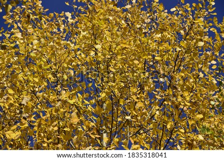 Golden yellow aspen leaves against a clear blue sky. Sunny autumn days in the foothills of the Western Urals. Natural background for graphic projects.