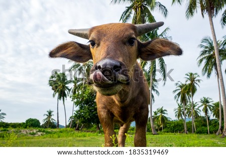 Funny face of buffalo walking close to the camera.Zodiac symbol of 2021.Abstract picture.Concept funny animals.
