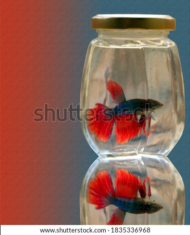 This is a 3D illustration of a betta fish in a super mini aquarium. An indoor decoration concept or accordingly is also used for all kinds of art illustrations.