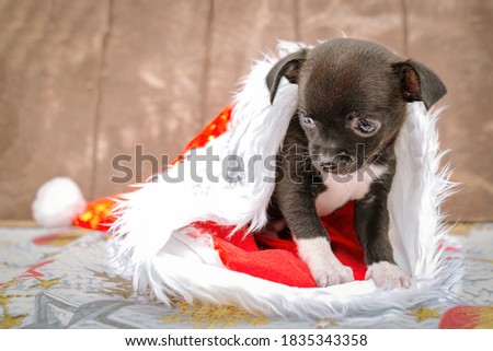 A little puppy sits in a Klaus Santa hat, brown wooden background