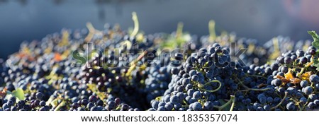 A large storage tank full of grapes for pressing. Traditional old technique of wine making. Royalty-Free Stock Photo #1835357074