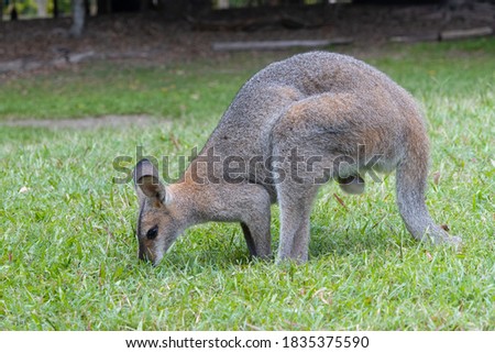 Brisbane, Australia - March 23rd, 2020: A male kangaroo eating in a wildlife park near Brisbane, Australia.