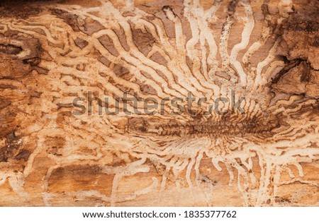 Interior wood texture background damaged by beetle insect with abstract patterns