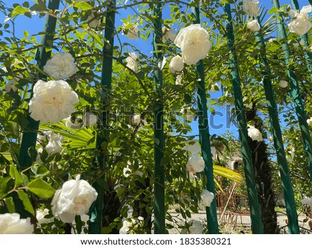 white roses hedge, macro photography