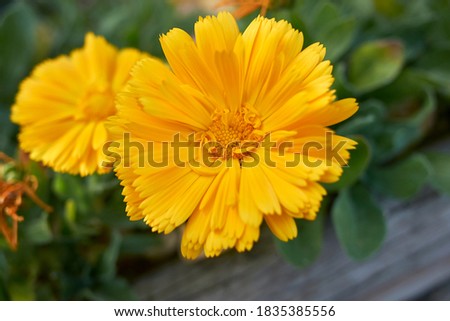orange flower close up of Calendula officinalis