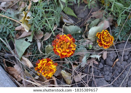 
Bright flowers in the autumn sun