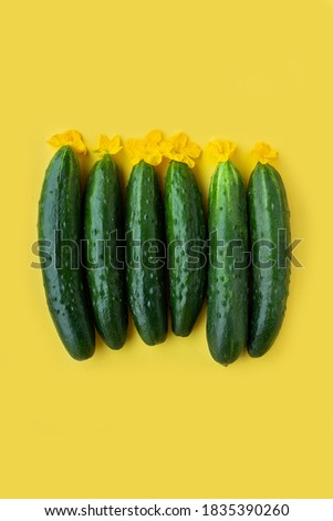 Juicy beautiful ripe cucumbers on a yellow background. Minimalism poster place for text copy space. Green crispy vegetable vitamins natural eco vegan. Cucumber flowers. top view trend. Diet concept. 