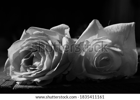 black and white photo of a rose