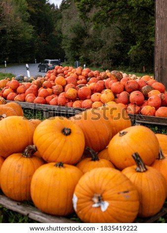 orange pumpkins in the background