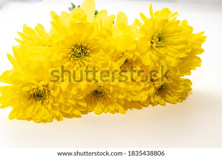 Yellow chrysanthemum flowers isolated on a white background