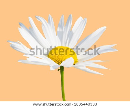 chamomile on a yellow-orange background, profile view. copy space.