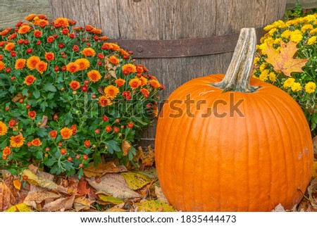 Orange pumpkin with orange and yellow fall chrysanthemums next to wooden barrel with fallen autumn leaves