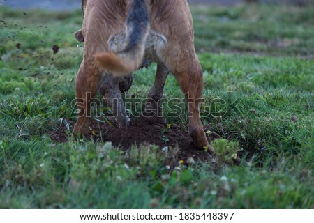A large dog aggressively digs a hole sending dirt flying in a green yard in her search for a gofer.