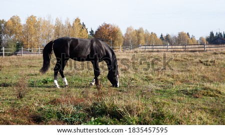 black horse grazes in the pasture in autumn. beautiful view of the field and forest