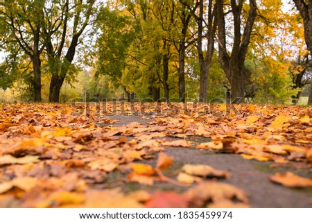 Beautiful autumn park. Autumn landscape. Fallen leaves lying on the ground. Selective focus Royalty-Free Stock Photo #1835459974