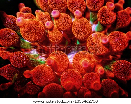 Bubble-tip anemone - Entacmaea quadricolor Royalty-Free Stock Photo #1835462758