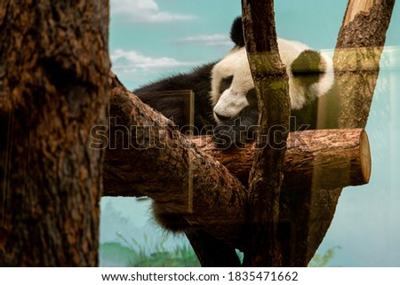 The giant panda (Ailuropoda melanoleuca; or panda bear) sleeping on the wooden floor.
