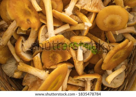 Background of fresh whole mushrooms. Freshly picked honey mushrooms collected in the autumn forest. Close up
