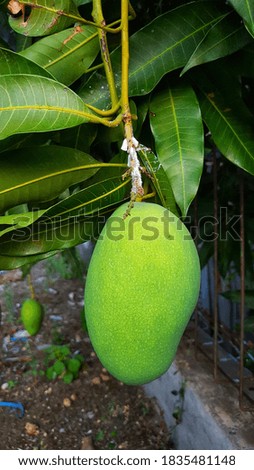 Mango hanging on a fertile tree (Young mango)