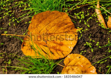 abstract background from autumn leaves on a grass. Autumn leaves. water drops on fall leaves. Autumn leaves on green grass field, view from above