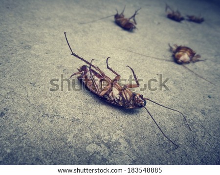 Close up of cockroach Royalty-Free Stock Photo #183548885