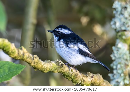 Nature wildlife bird species of Little Pied Flycatcher on perched on a tree branch found in Borneo, Sabah,Malaysia with nature wildlife background