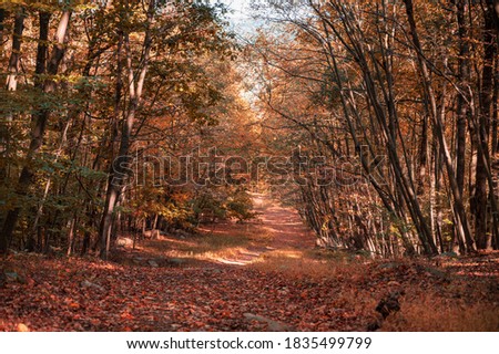 Beautiful fall pictures displaying beautiful autumn scenes with colorful red and yellow leaves. With a long path in the middle and trees on both sides.