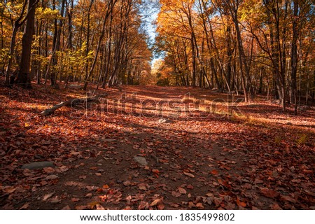 Beautiful fall pictures displaying beautiful autumn scenes with colorful red and yellow leaves. With a long path in the middle and trees on both sides.