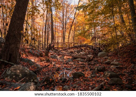 Beautiful fall pictures displaying beautiful autumn scenes with colorful red and yellow leaves. With a bridge and fallen trees in the middle and trees on both sides. 