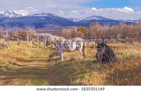 Autumn landscape with horses at sunset. Nature in the fall of Kamchatka. Russia, Esso. Gold autumn.