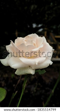 This beautiful flower is very similar to a rose.  focus of interest