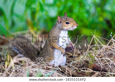 Wild Eastern Gray Squirrel in natural habitat in southern marsh