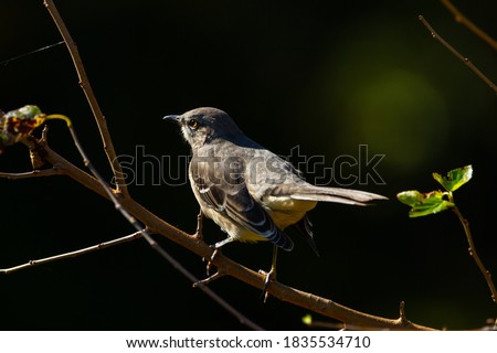 Close up isolated image of a northern mockingbird (Mimus polyglottos) perching on a tree branch. These white bellied gray bird is native to North America. It has impressive mimicking ability.