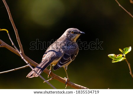 Close up isolated image of a northern mockingbird (Mimus polyglottos) perching on a tree branch. These white bellied gray bird is native to North America. It has impressive mimicking ability.