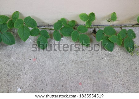 Branch of green leaves over concrete wall background, selective focus. Copy space or mock up.