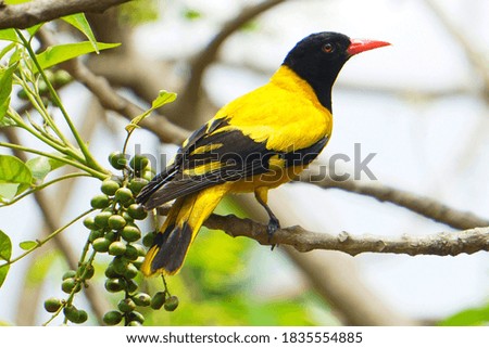 Colorful Bird at Garden Near Home