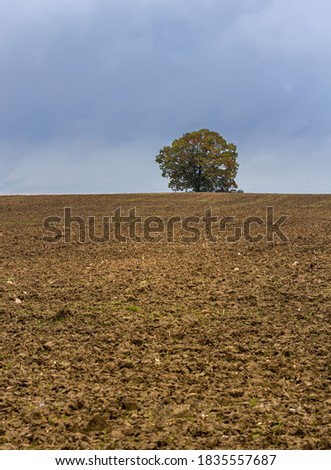 Leafy alone tree on dry field with overcast sky. Autumn czech landscape
