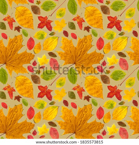 Pattern of beautiful autumn leaves of different types on a yellow background.