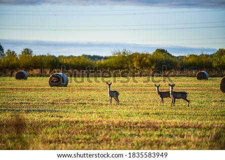 view of a grassy haystack with three deer watching what is happening around and whether there is any danger to their lives