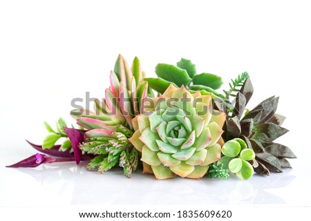 Arrangement of green purple and pink echeveria succulent plants on white table top background Royalty-Free Stock Photo #1835609620
