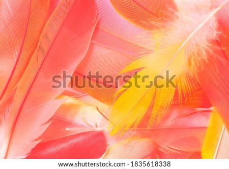 Beautiful soft pink orange color trends feather pattern texture background