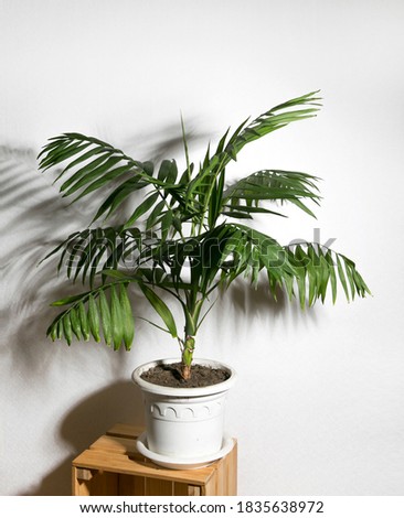 chamaedorea palm tree on white background