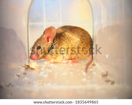 Field mouse in a transparent cage, non-fatal trap, before being released far from home.
