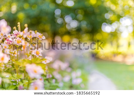 Sunset flowers in field sunset background. Wild meadow pink flowers morning sunlight background. Autumn field background, dream bokeh landscape, bright spring autumn scenery. Amazing floral nature